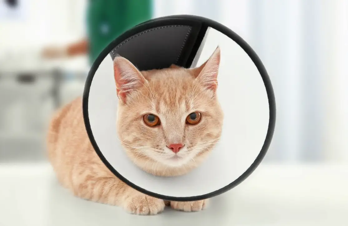 当院の治療について