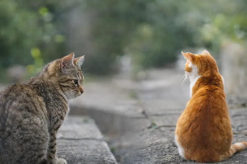 向かい合う2匹の猫