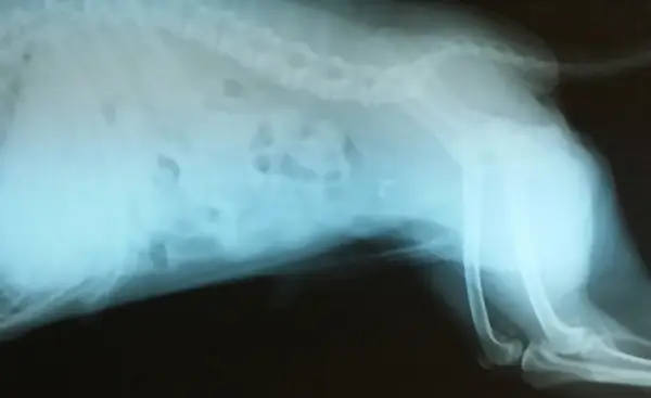 各種検査のイメージ