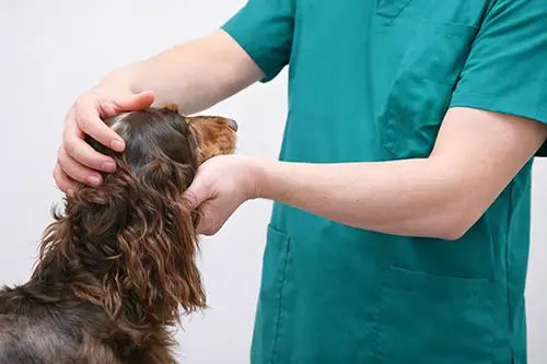 診療のイメージ