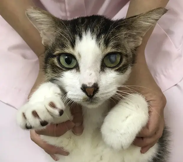 保護された猫の様子