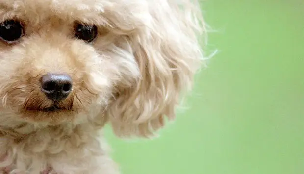 トリミング後の犬のイメージ