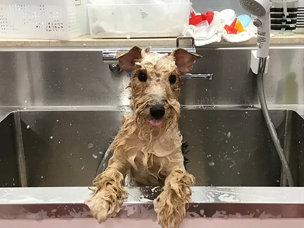 シャンプー中の犬の様子